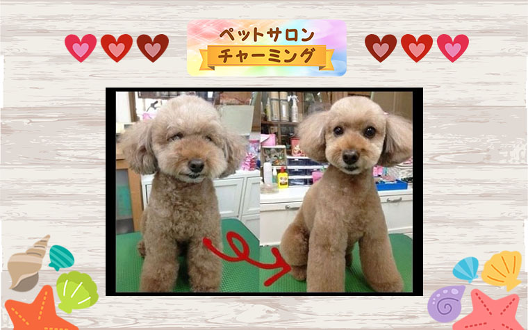 流山 ペットサロンチャーミング